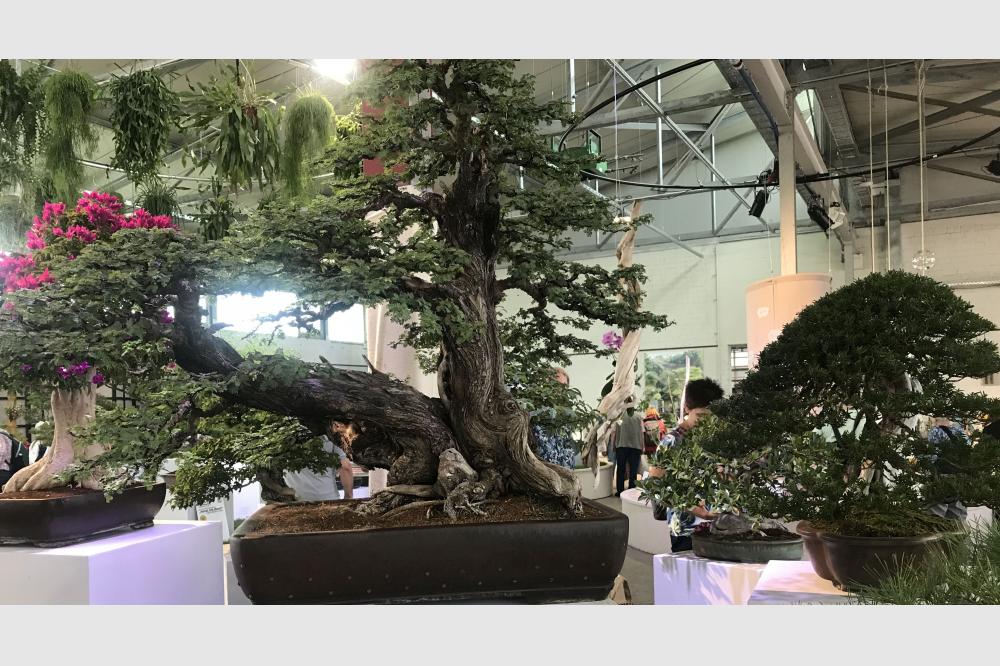 BUGA Mannheim 2023: 12. Blumenhallenschau eröffnet